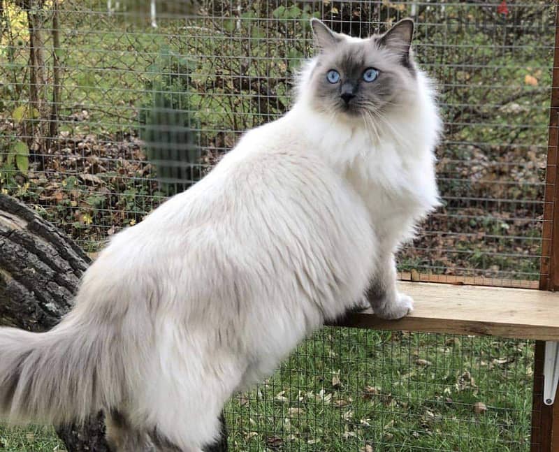 Ragdolls available sales