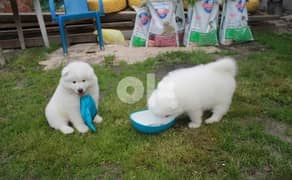 Whatsapp me (+972 55339 0294)  Samoyed Puppies