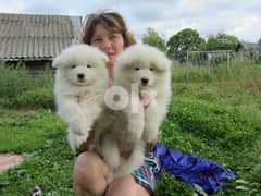 Whatsapp me (+972 55339 0294) Samoyed Puppies