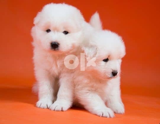 Whatsapp me (+972 55339 0294) Samoyed Puppies 1