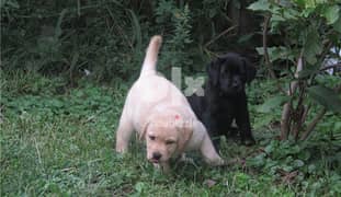 Whatsapp me (+972 55507 4990) Labrador Puppies
