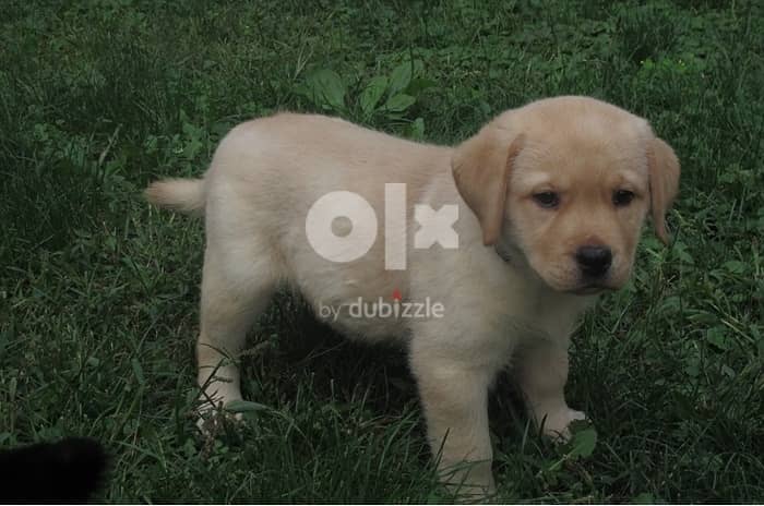 Whatsapp me (+972 55507 4990) Labrador Puppies 1