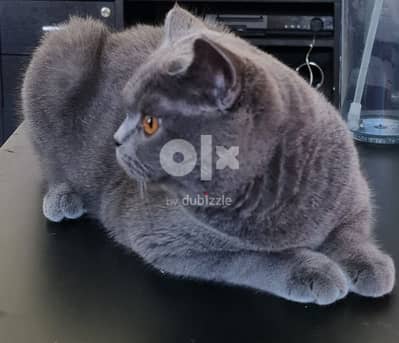 British Shorthair male 2 year  old