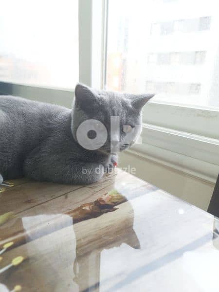 British Shorthair male 2 year  old 1