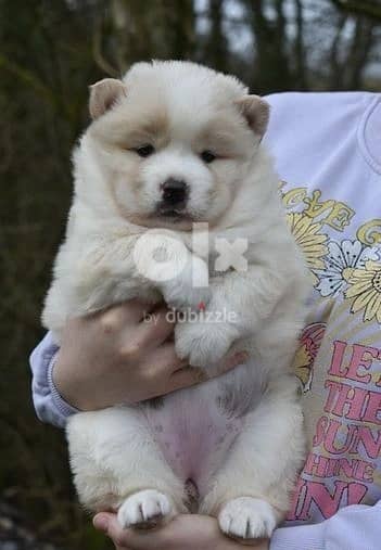 Whatsapp me (+372 5639 0026) Excellent Chow Chow Puppies 1