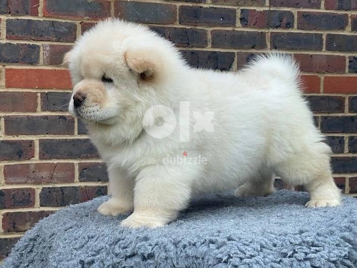 Whatsapp me (+372 5639 0026) Chow Chow Puppies 0