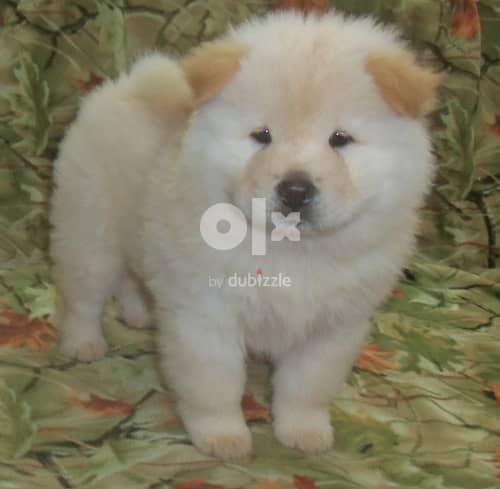 Whatsapp me (+372 5639 0026) Chow Chow Puppies 1