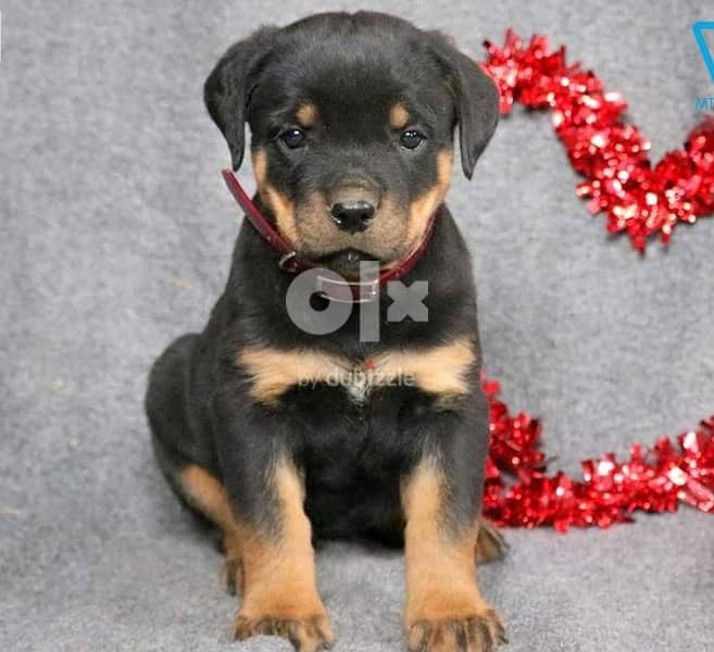 Whatsapp me (+966 57867 9674) Sweet Rottweiler Puppies 1