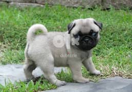 Whatsapp me (+372 5817 6491) Pug Puppies