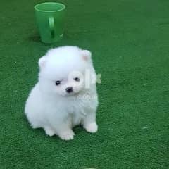 White Pom Puppies Whatsapp Me (+972 55507 4990)