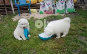 Whatsapp me (+972 55507 4990) Samoyed Puppies