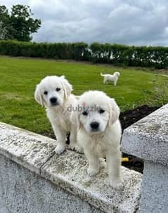 Whatsapp me (+972 55507 4990) Golden Retriever Puppies