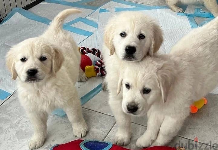 Whatsapp me (+972 55507 4990) Golden Retriever Puppies 1