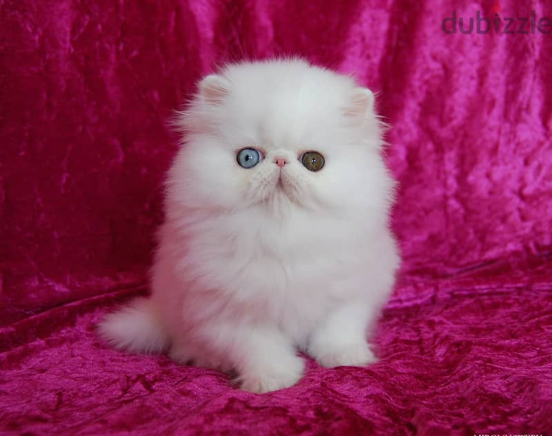 Cozy Persian Kitten 0