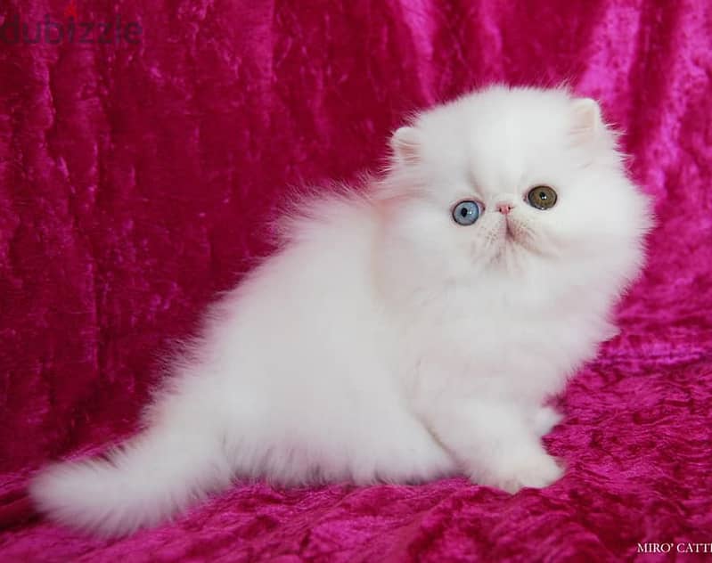 Cozy Persian Kitten 1