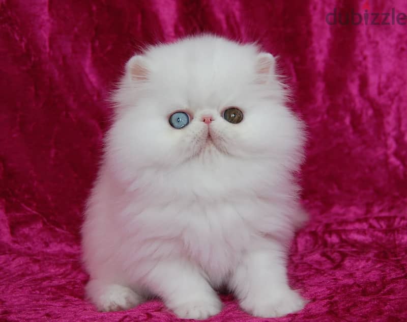Cozy Persian Kitten 3