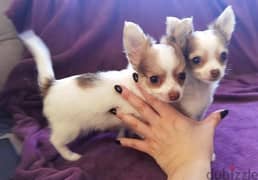 Whatsapp me (+966 57867 9674) Chihuahua Puppies