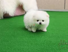 Whatsapp me (+372 5817 6491) White Pome-ranian Puppies