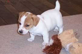 Whatsapp me (+966 57867 9674) Jack Russell Terrier