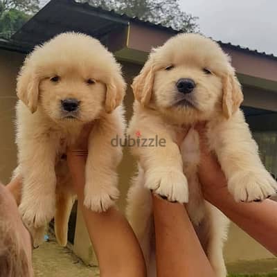 GOLDEN RETRIEVER// WHATSAPP +971552543679