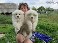 Whatsapp me (+467 0018 7972) Samoyed Puppies