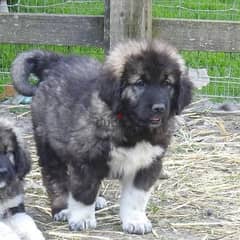 Caucasian store shepherd olx