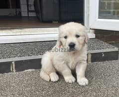 Whatsapp me (+467 0018 7972) Golden Retriever Puppies