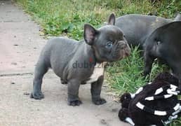 Whatsapp me (+467 0018 7972) French Bulldog Puppies