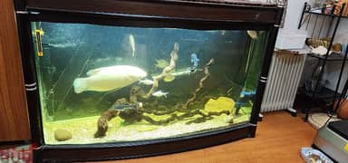 only Fish tank for sale. fixed price