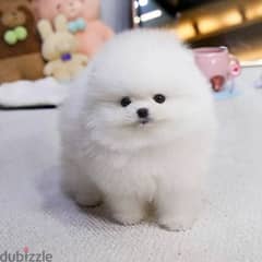 Pomeranian Puppies For Adoption// whatsapp +971552543579