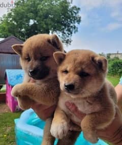 Whatsapp me (+966 57867 9674) Shiba Inus Puppies