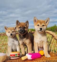 Shiba Inus Puppies Whatsapp me (+966 57867 9674)