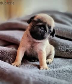 Available Male and Female Pug puppies