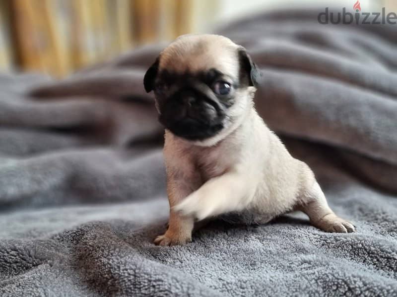 Available Male and Female Pug puppies 1