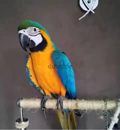 Whatsapp me (+972 55339 0294) Ma-caw Birds