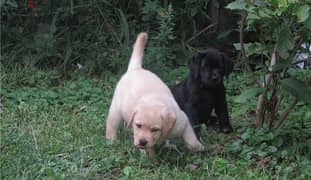 Whatsapp me (+467 0018 7972) Labrador Puppies