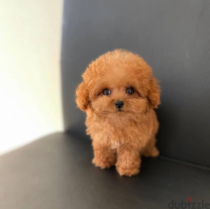 Adorable Mini Toy Poodle 0