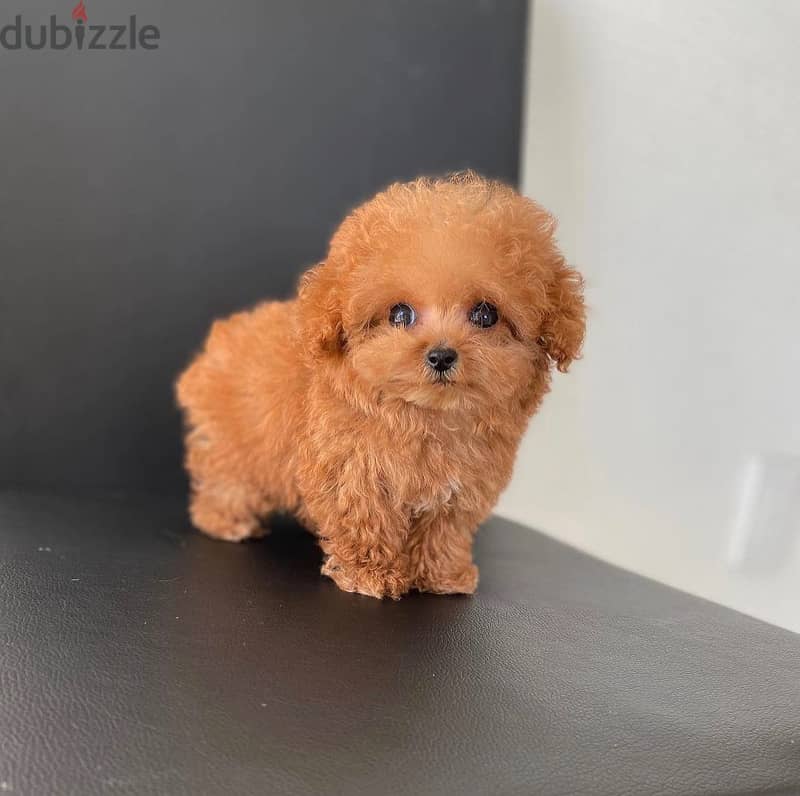 Adorable Mini Toy Poodle 1