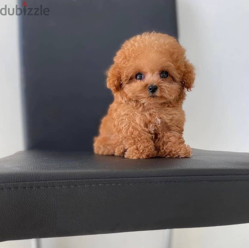 Adorable Mini Toy Poodle 2
