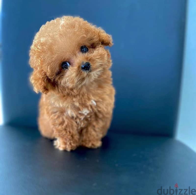 Adorable Mini Toy Poodle 3
