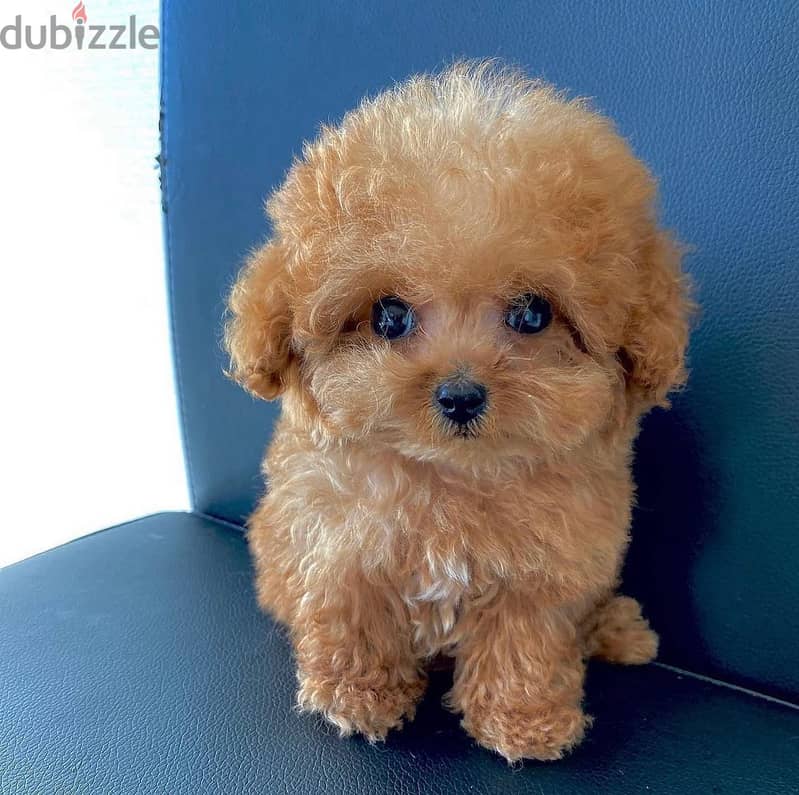 Adorable Mini Toy Poodle 4