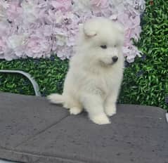 Whatsapp Me (+966 58392 1348) White Samoyed Puppies