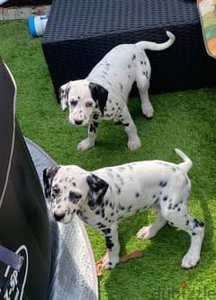 Whatsapp me (+467 0018 7972) Cute Dalmatian Puppies