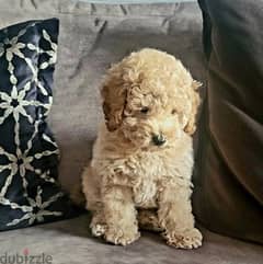 Whatsapp me (+966 57867 9674) Toy Poodle Puppy