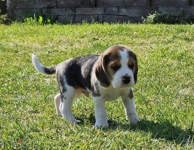 Whatsapp me (+372 5639 0026) Beagle Puppies 0