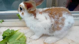 Urgent rabbit for sale