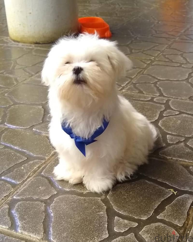 Bichon Maltese Puppy 2