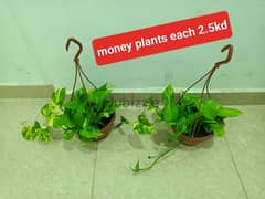 plants available