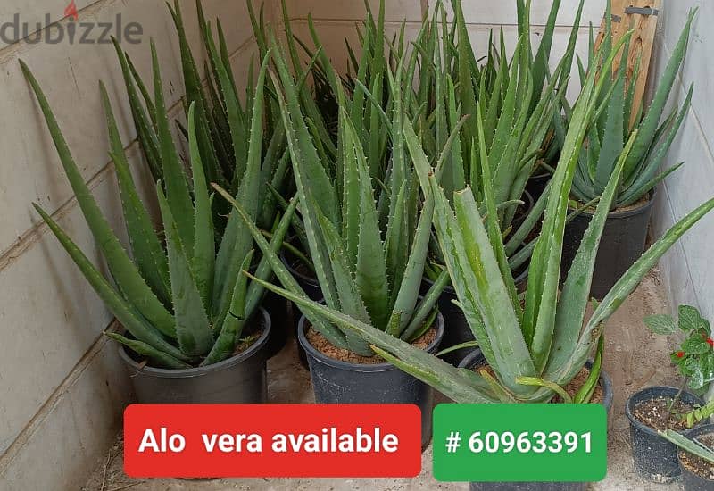 plants available 1