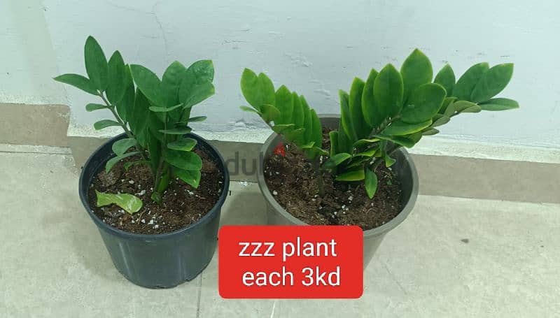 plants available 3